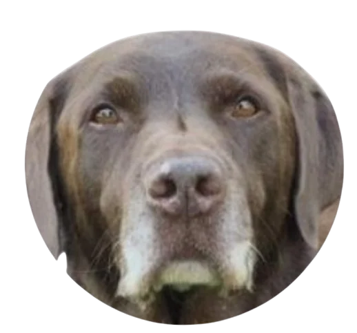 Charly, the LAB Tire Services dog